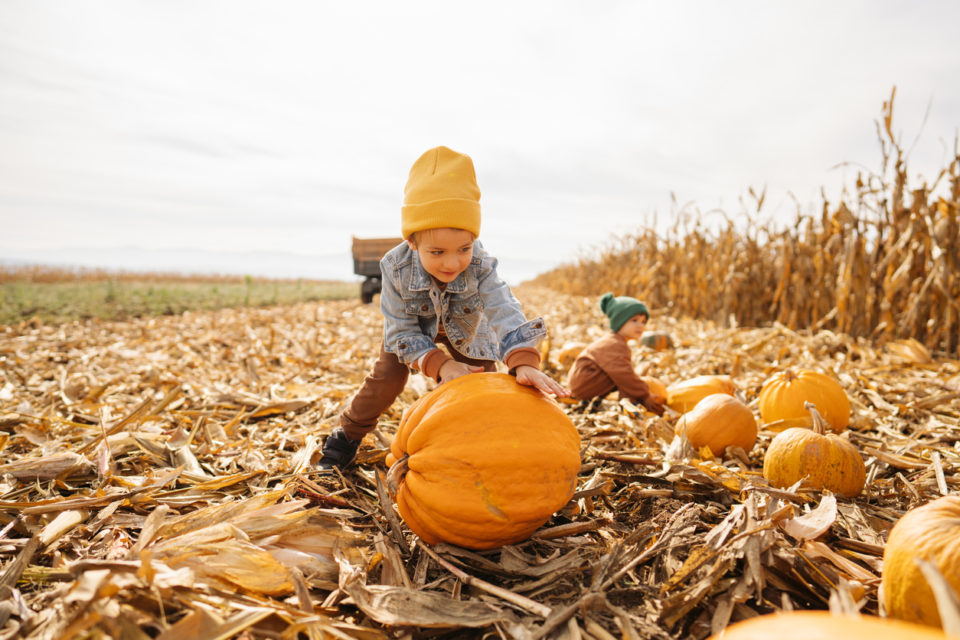 Little boys collecting pumpkins